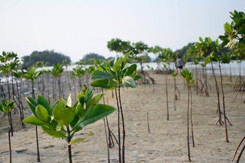LOOB Mangrove Planting Workcamp
